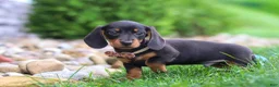 Miniature Dachshund dogs for sale: Bryce - Ad 6