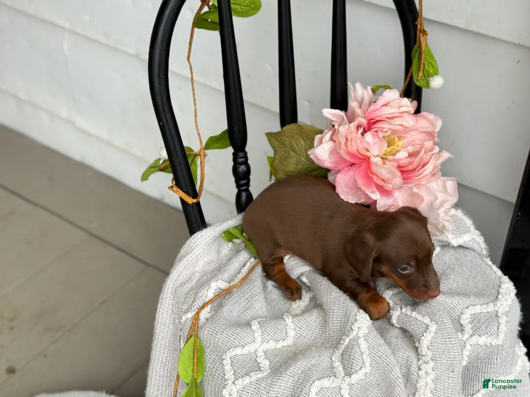 Miniature Dachshund dogs for sale: Dixi - Ad 2