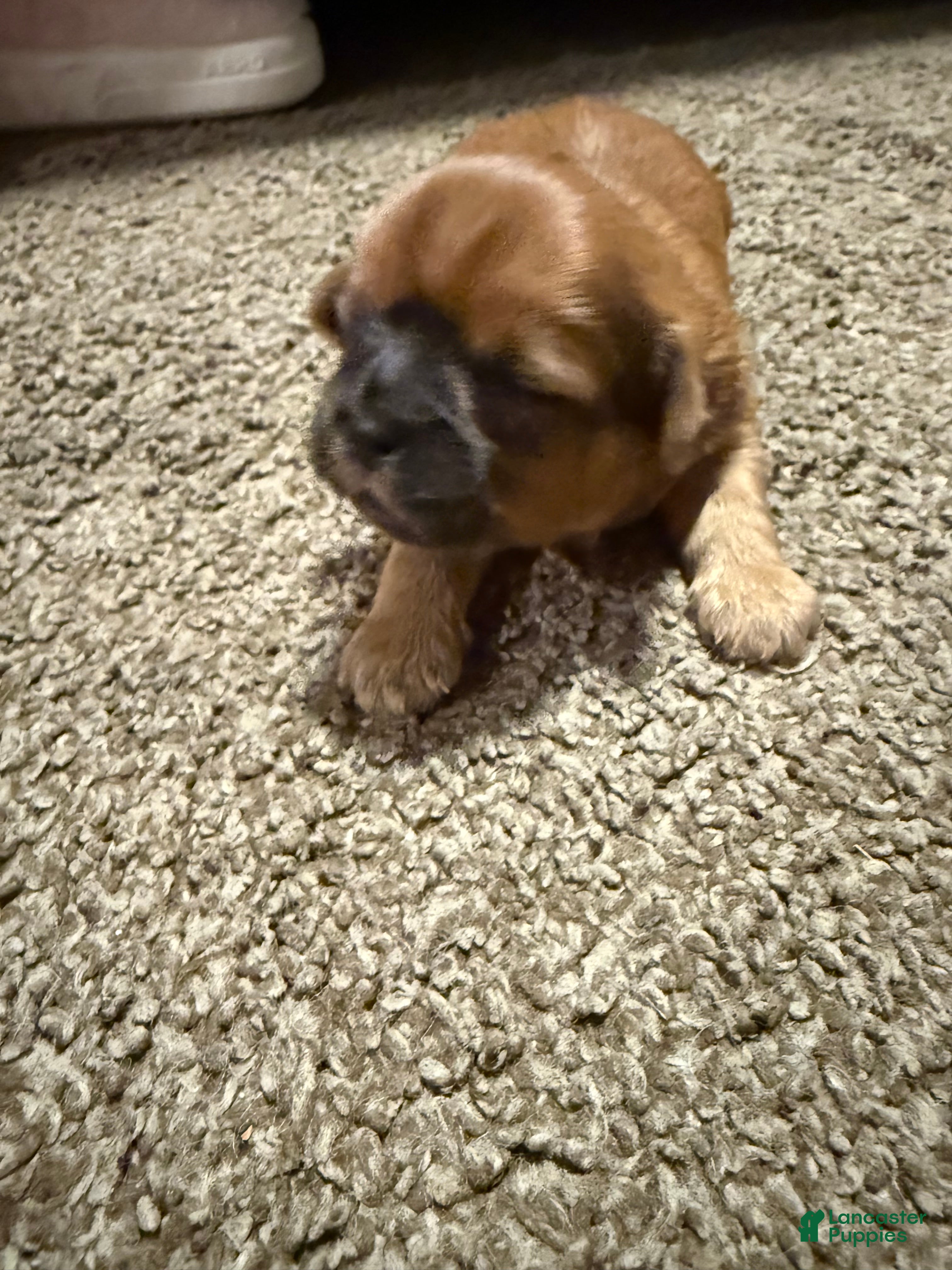 Shih Tzu dogs for sale: Jack - Ad 2