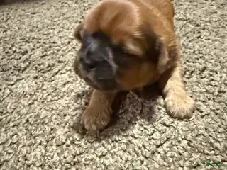 Shih Tzu dogs for sale: Jack - Ad 2