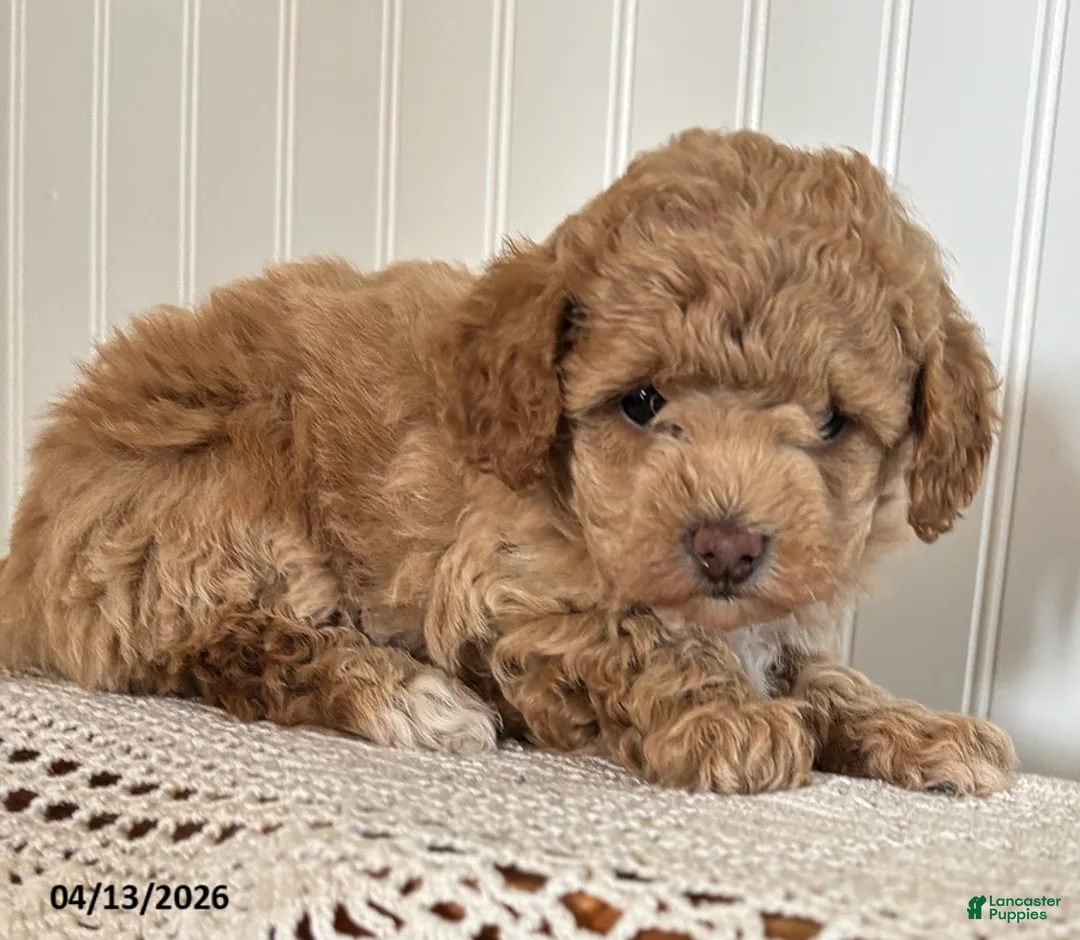Mixed Breed dogs for sale: Rosebud - Ad 2