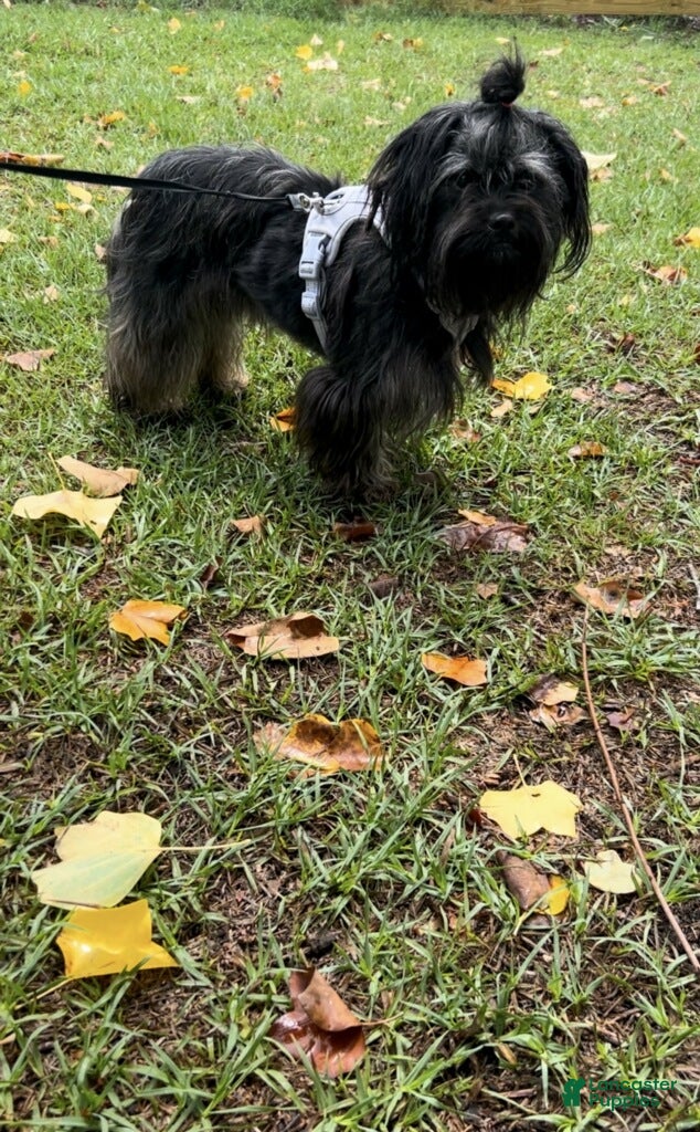 Yorkshire Terrier dogs for sale: Yorkshire Terrier Puppy 1 - Ad 3