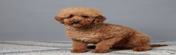 Mini Goldendoodle dogs for sale: Joy - Ad 8