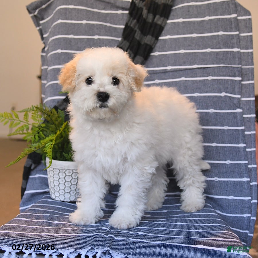 Bichpoo dogs Muffin - Ad 2