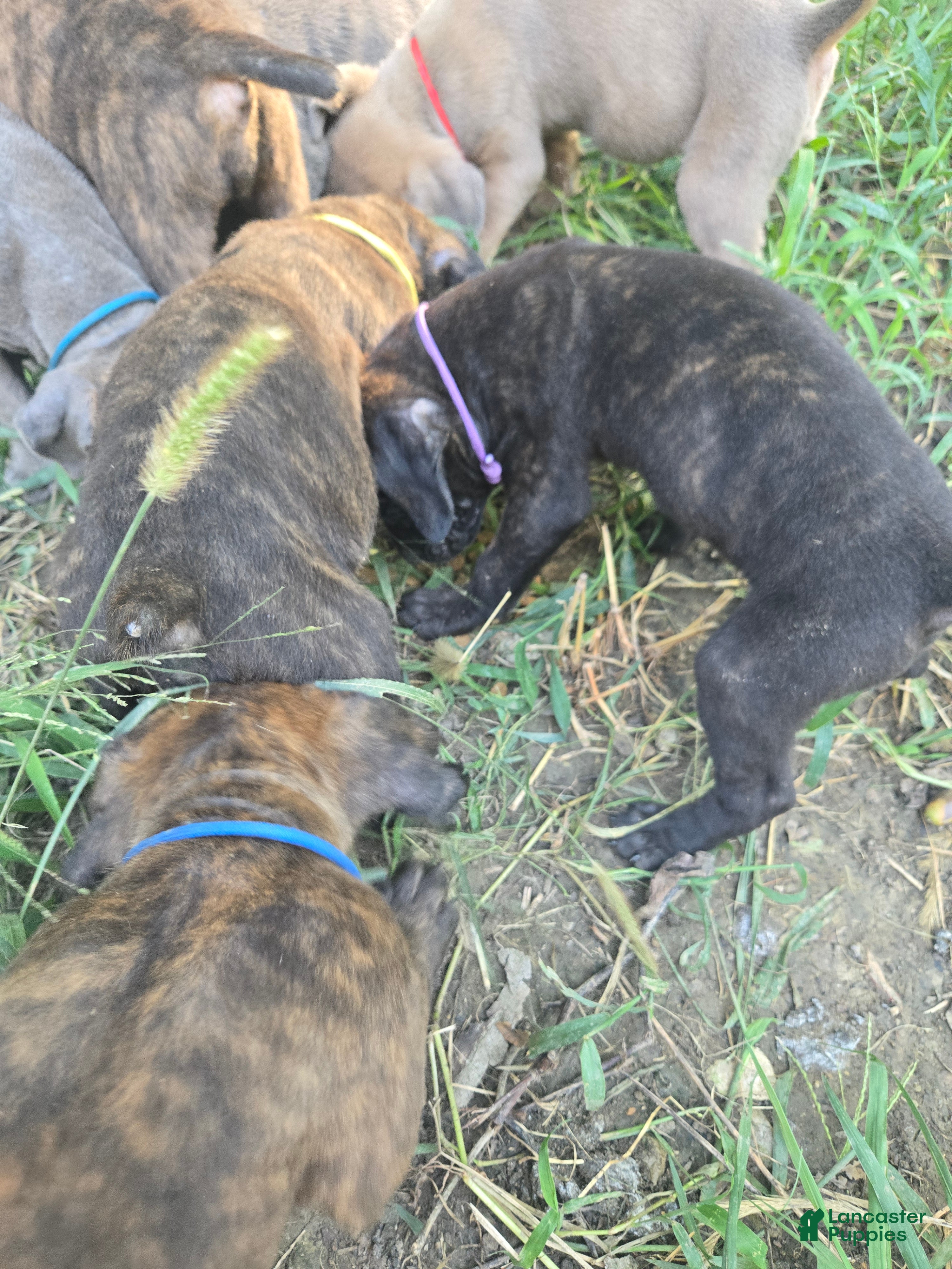 Cane Corso dogs Cane Corso 8 - Ad 26