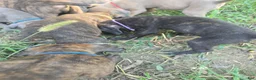 Cane Corso dogs for sale: Cane Corso 8 - Ad 1