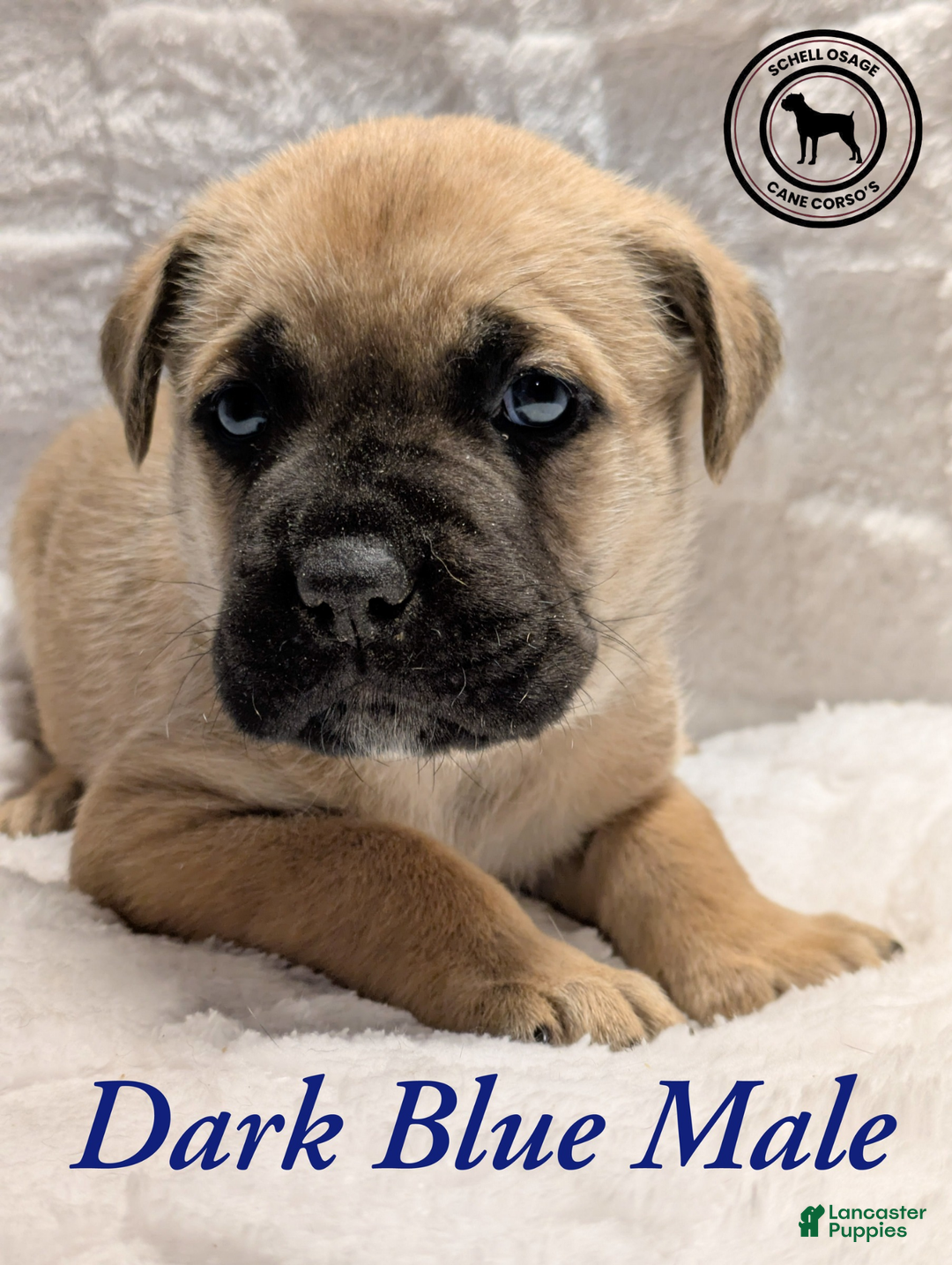 Cane Corso dogs for sale: Dark Blue - Ad 2