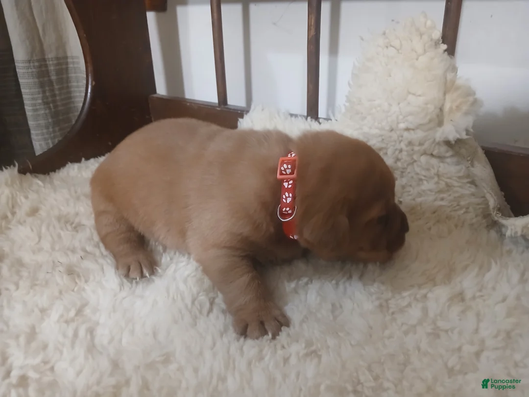 Labrador Retriever dogs for sale: Button - Ad 4