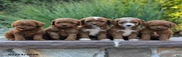 Toy Poodle dogs for sale: Tiny Laker - Ad 5