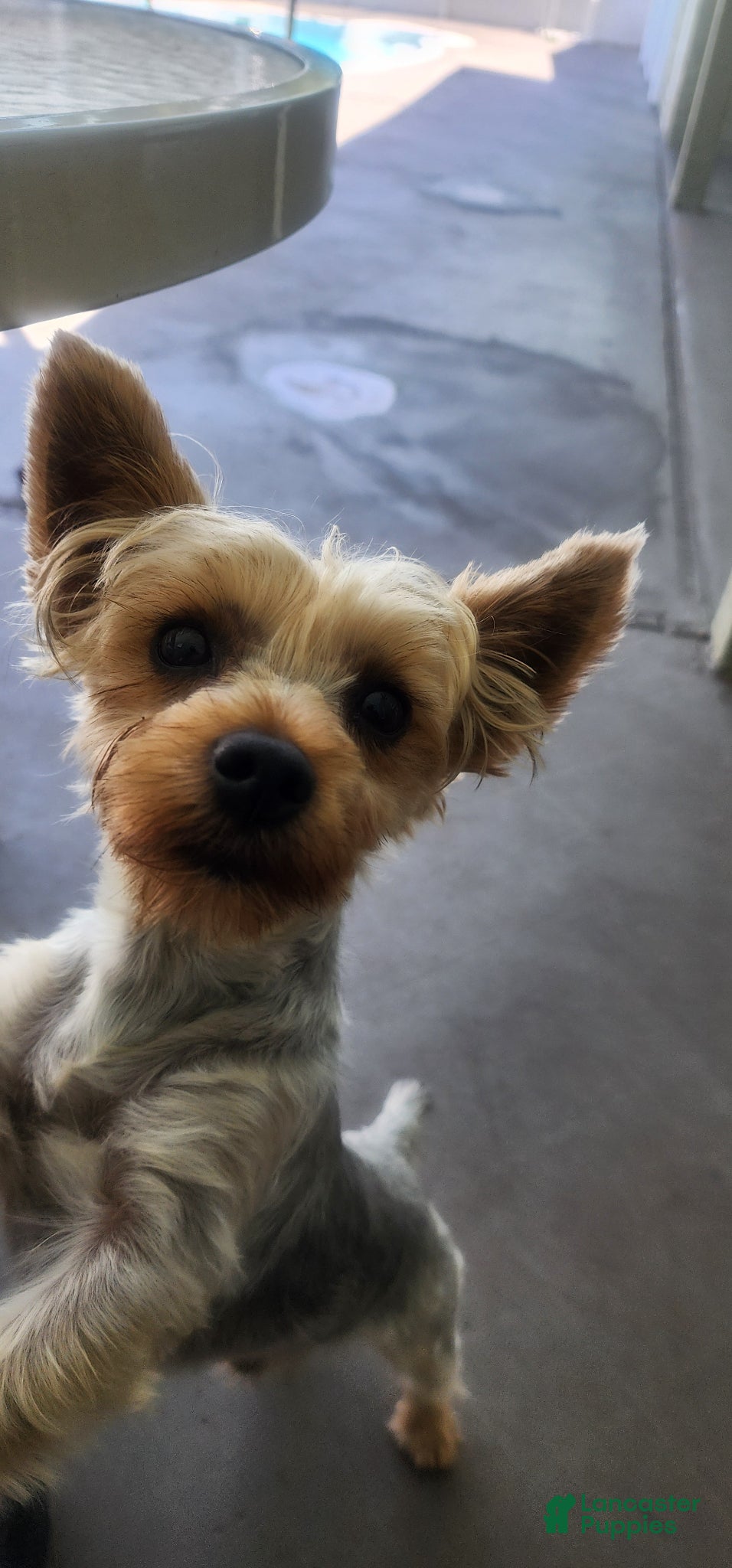 Yorkshire Terrier dogs Bentley Yorkshire Terrier  - Ad 13