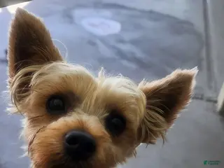 Yorkshire Terrier dogs Bentley Yorkshire Terrier - Ad 13