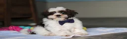 Shih Tzu dogs for sale: Elliot - Ad 3