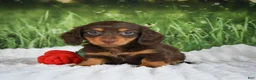 Miniature Dachshund dogs for sale: AKC Daisy - Ad 2