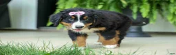 Bernese Mountain Dog dogs for sale: SALLY - Ad 19