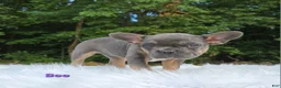 Frenchton dogs for sale: Bee - Ad 8