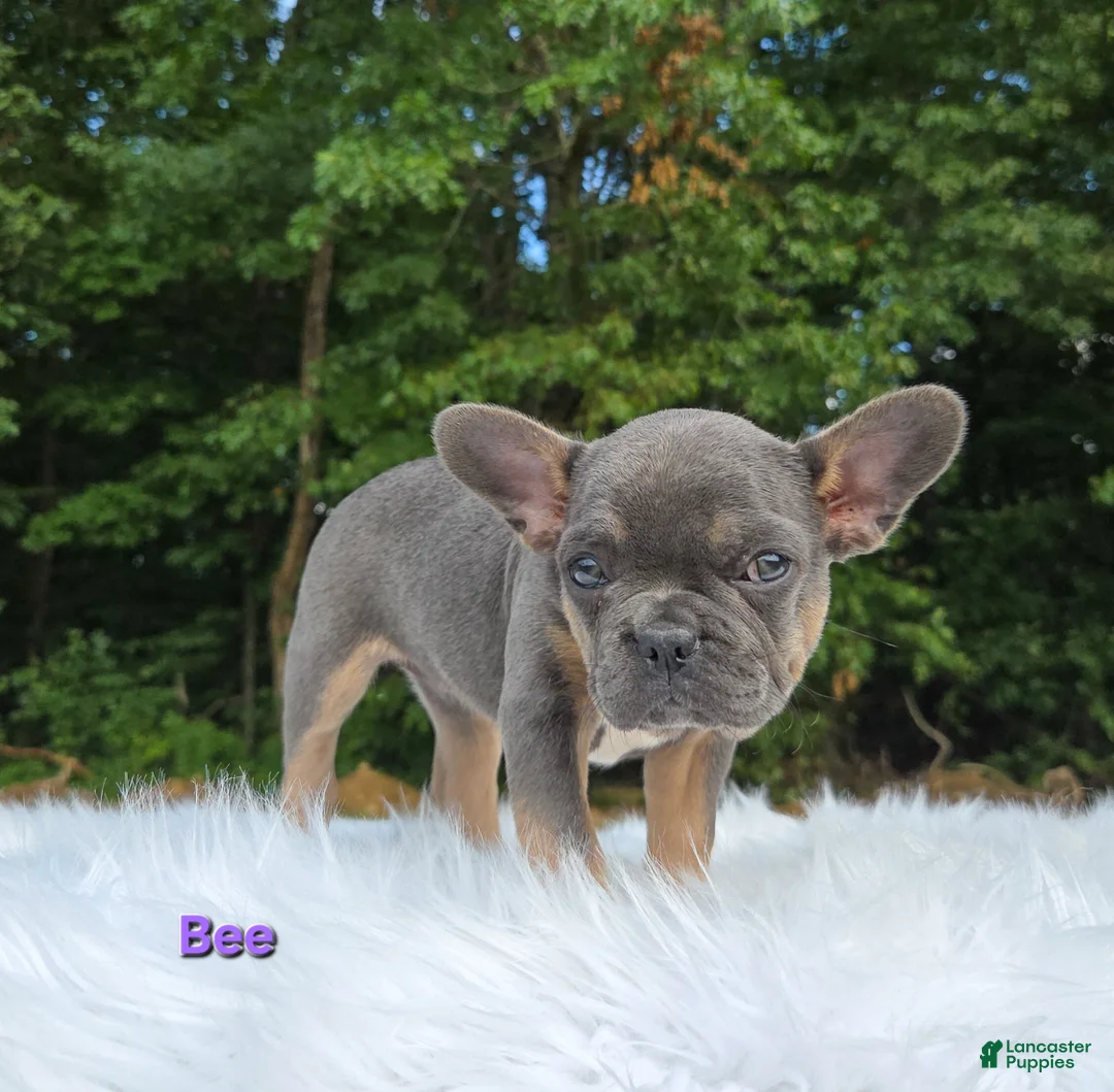 Frenchton dogs for sale: Bee - Ad 8