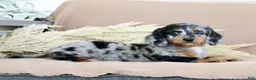 Miniature Dachshund dogs for sale: Leo - Ad 4