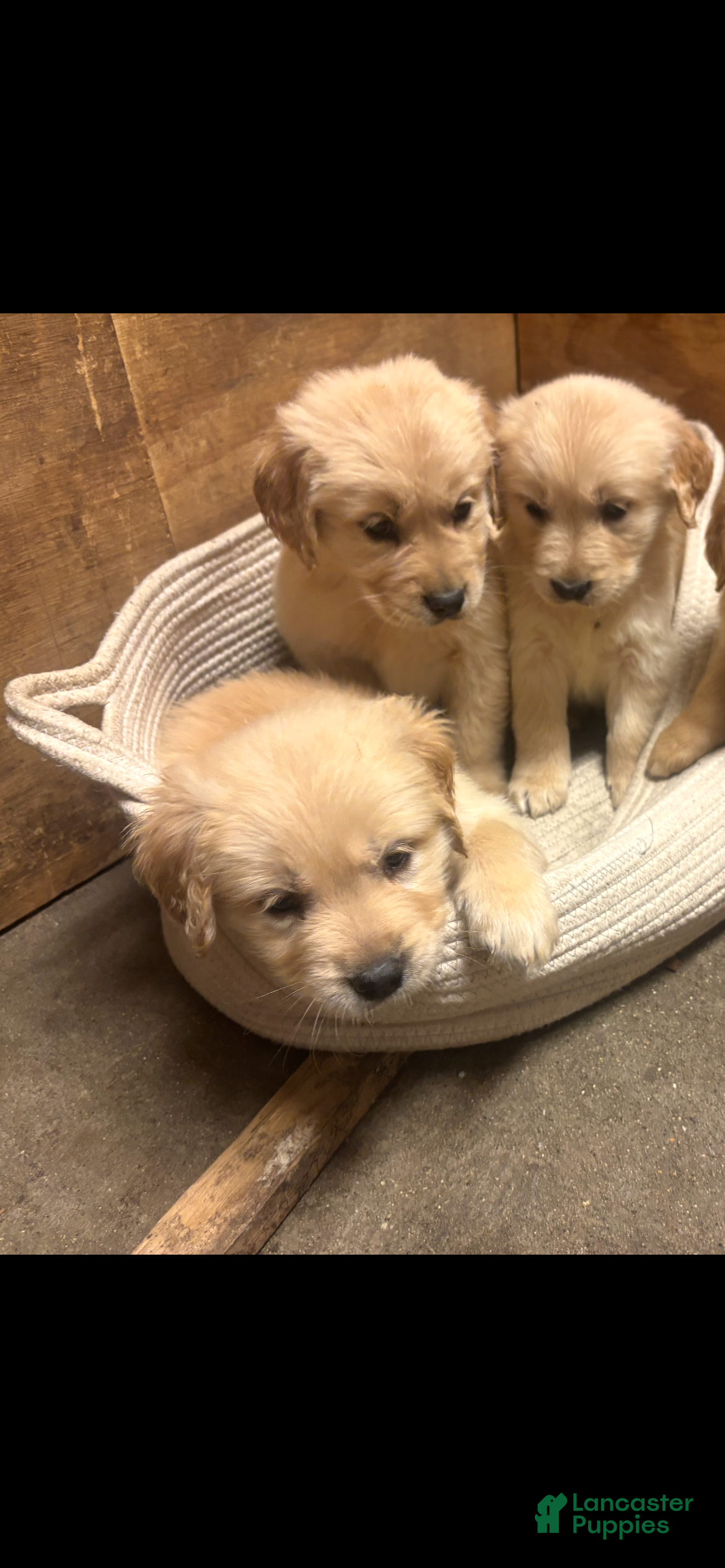 Golden Retriever dogs for sale: Golden Retriever 5 - Ad 8