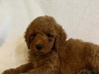 Mini Goldendoodle dogs - Ad 7