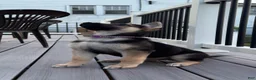 German Shepherd dogs for sale: Helena  - Ad 3