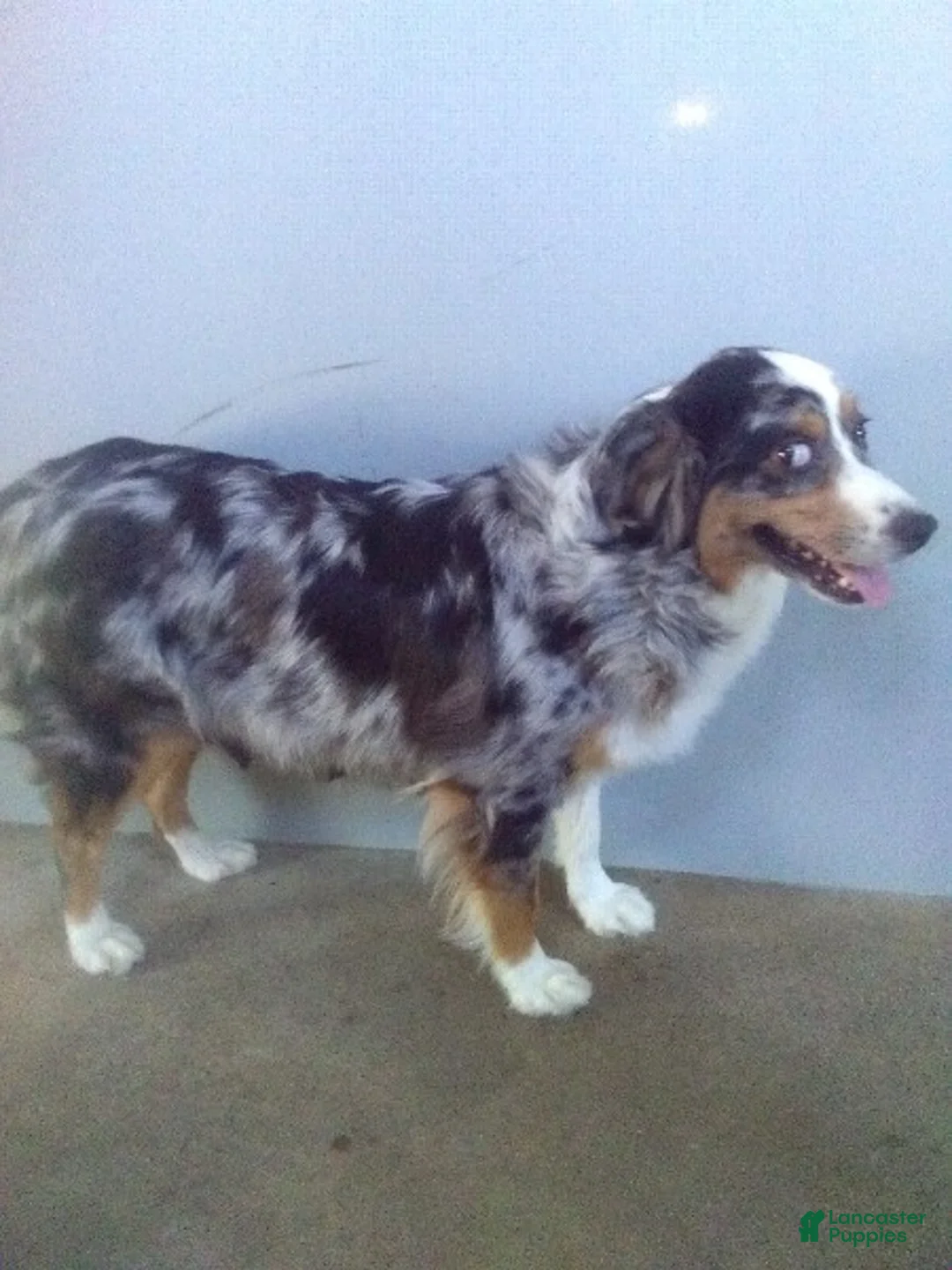 Miniature Australian Shepherd dogs for sale: Bethany - Ad 10