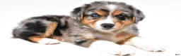 Australian Shepherd dogs for sale: Connie - Ad 8
