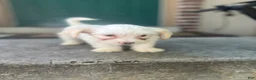 Mixed Breed dogs for sale: Teddy  - Ad 3