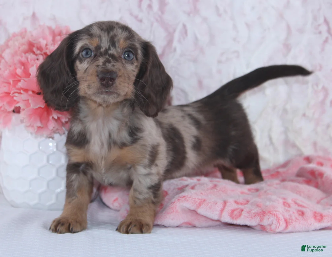 Miniature Dachshund dogs for sale: Danae - Ad 1