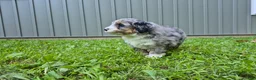 Bernedoodle dogs for sale: Max - Ad 4