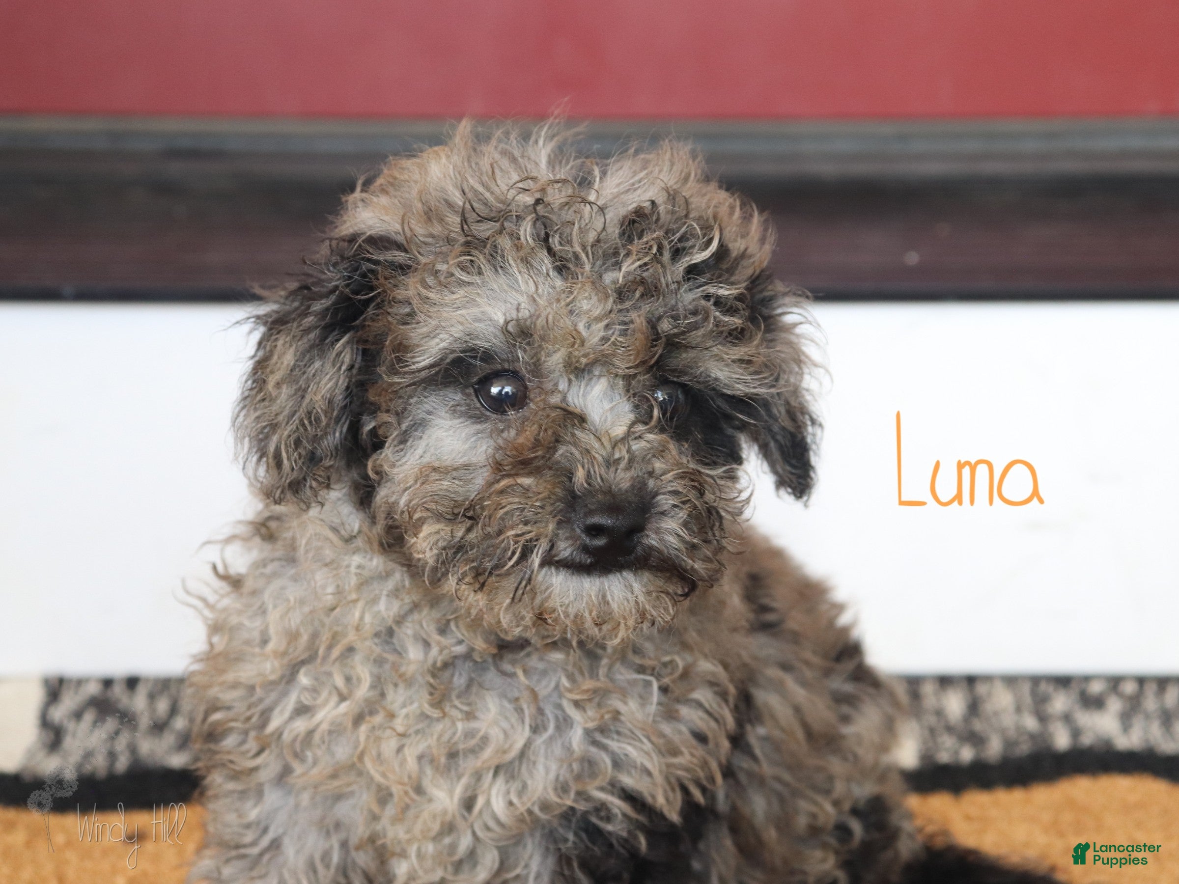 Mixed Breed dogs Luna - Ad 2