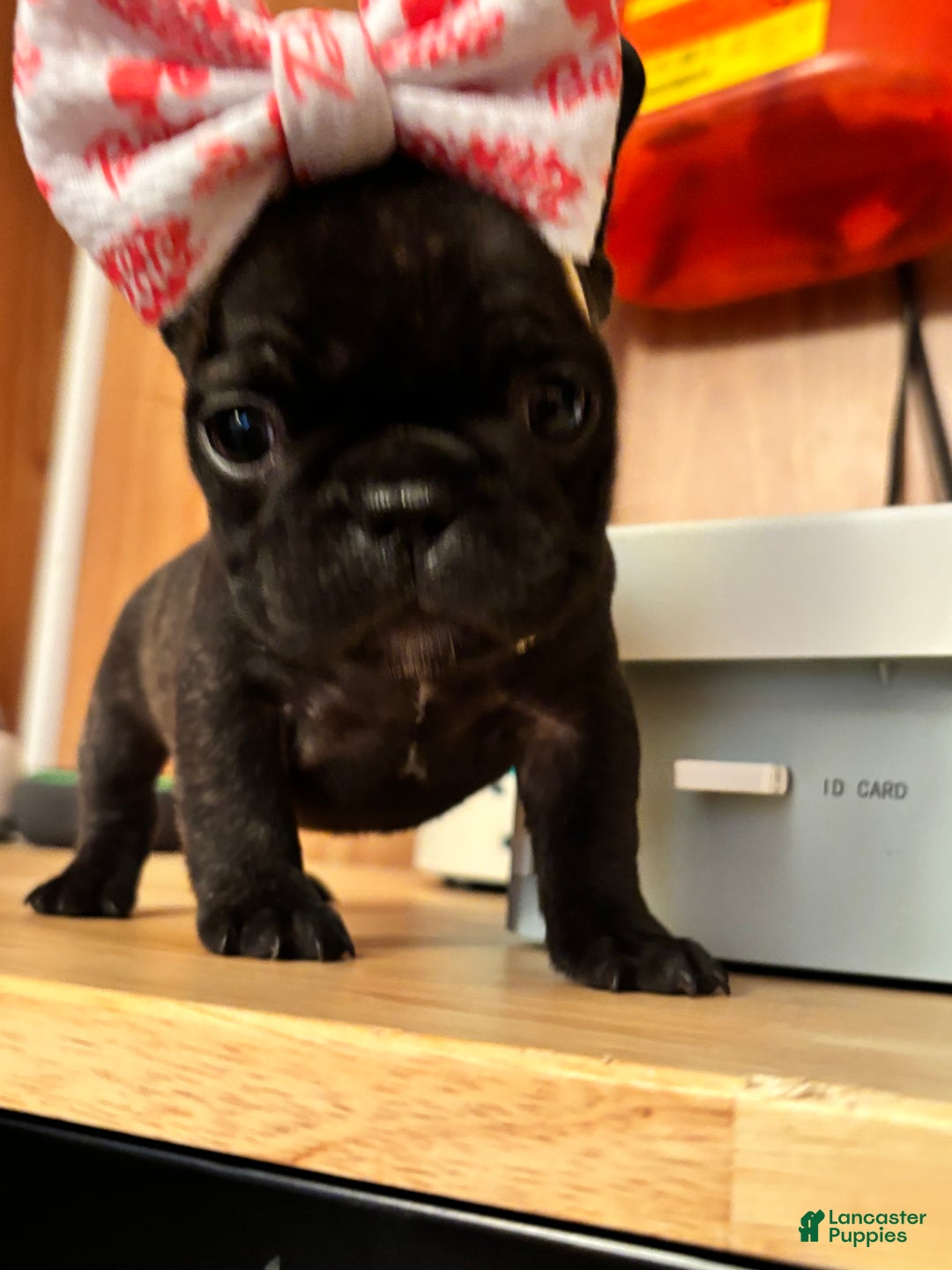 French Bulldog dogs for sale: French Bulldog Puppy 4 - Ad 2