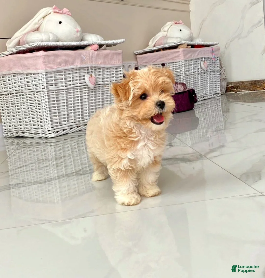 Maltipoo dogs for sale: Emily - Ad 2