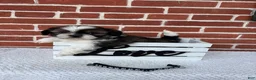 Shih Tzu dogs for sale: Cody - Ad 4