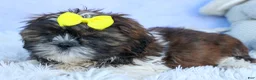 Shih Tzu dogs for sale: RUBBLE - Ad 17