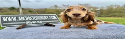 Miniature Dachshund dogs for sale: Import Show Boy Chocolate Dapple  - Ad 7