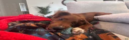 Mixed Breed dogs for sale: Biscuit  - Ad 2