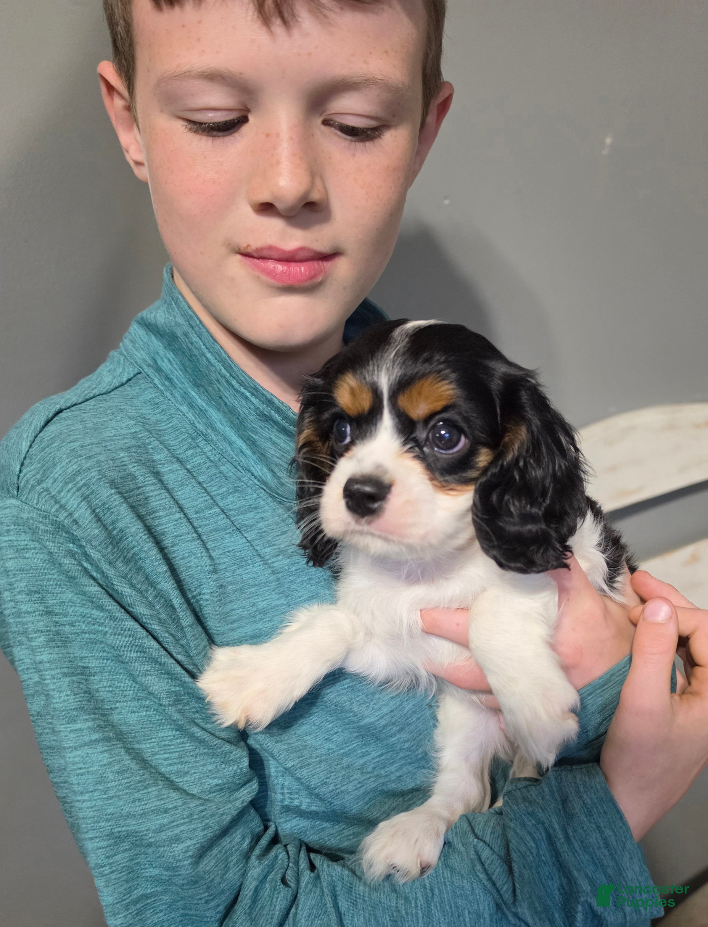 Cavalier King Charles Spaniel dogs Alfie - Ad 1