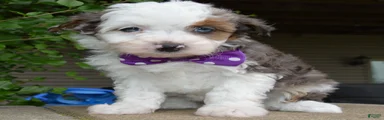 Mini Aspen