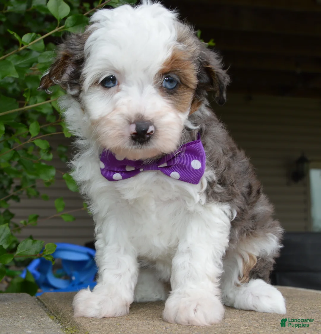 Mini Aussiedoodle dogs for sale: Mini Aspen - Ad 1
