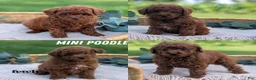 Toy Poodle dogs for sale: Carson - Ad 13
