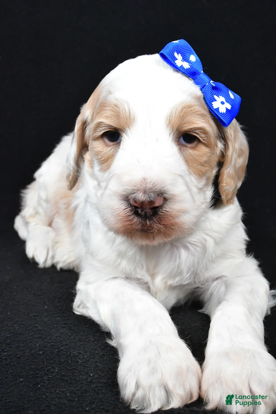 Standard Poodle dogs for sale: Frank - Ad 3