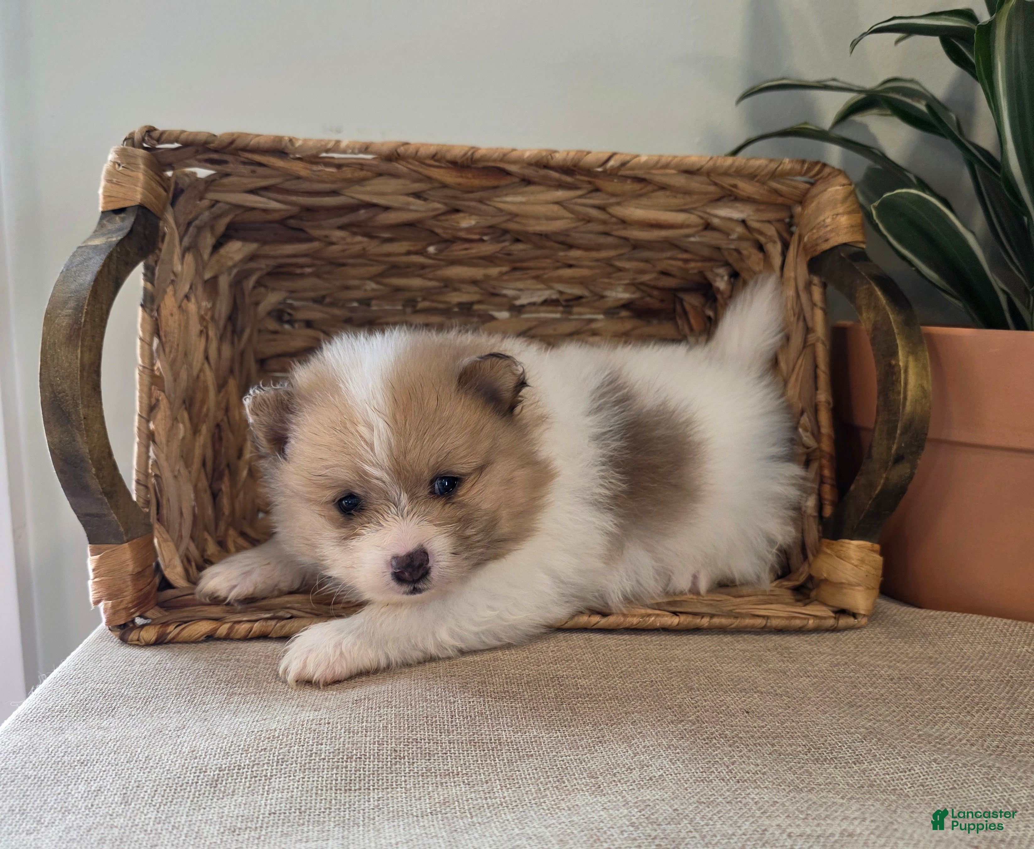 Pomeranian dogs Cleo - Ad 2