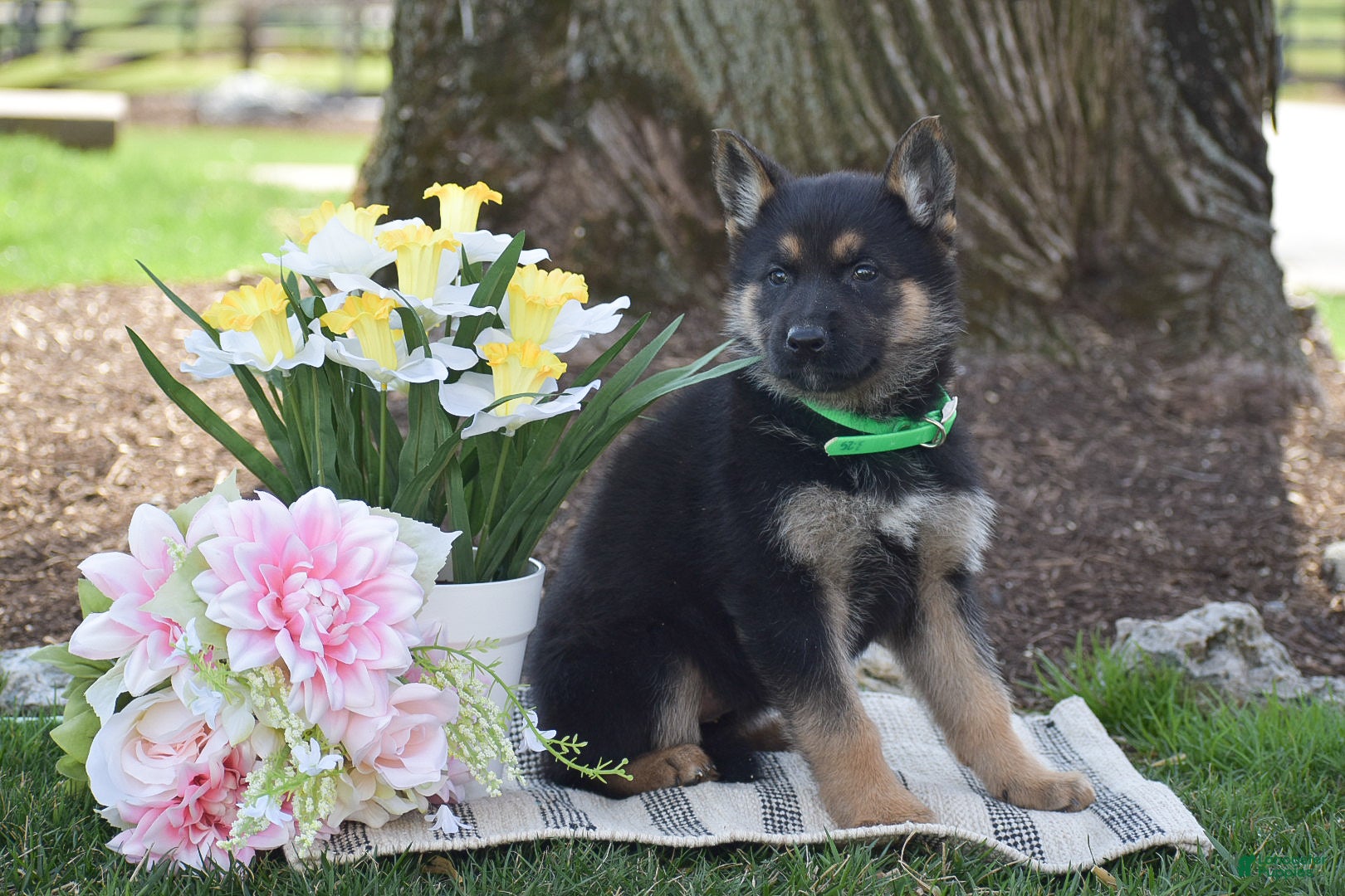 German Shepherd dogs Brittney - Ad 2