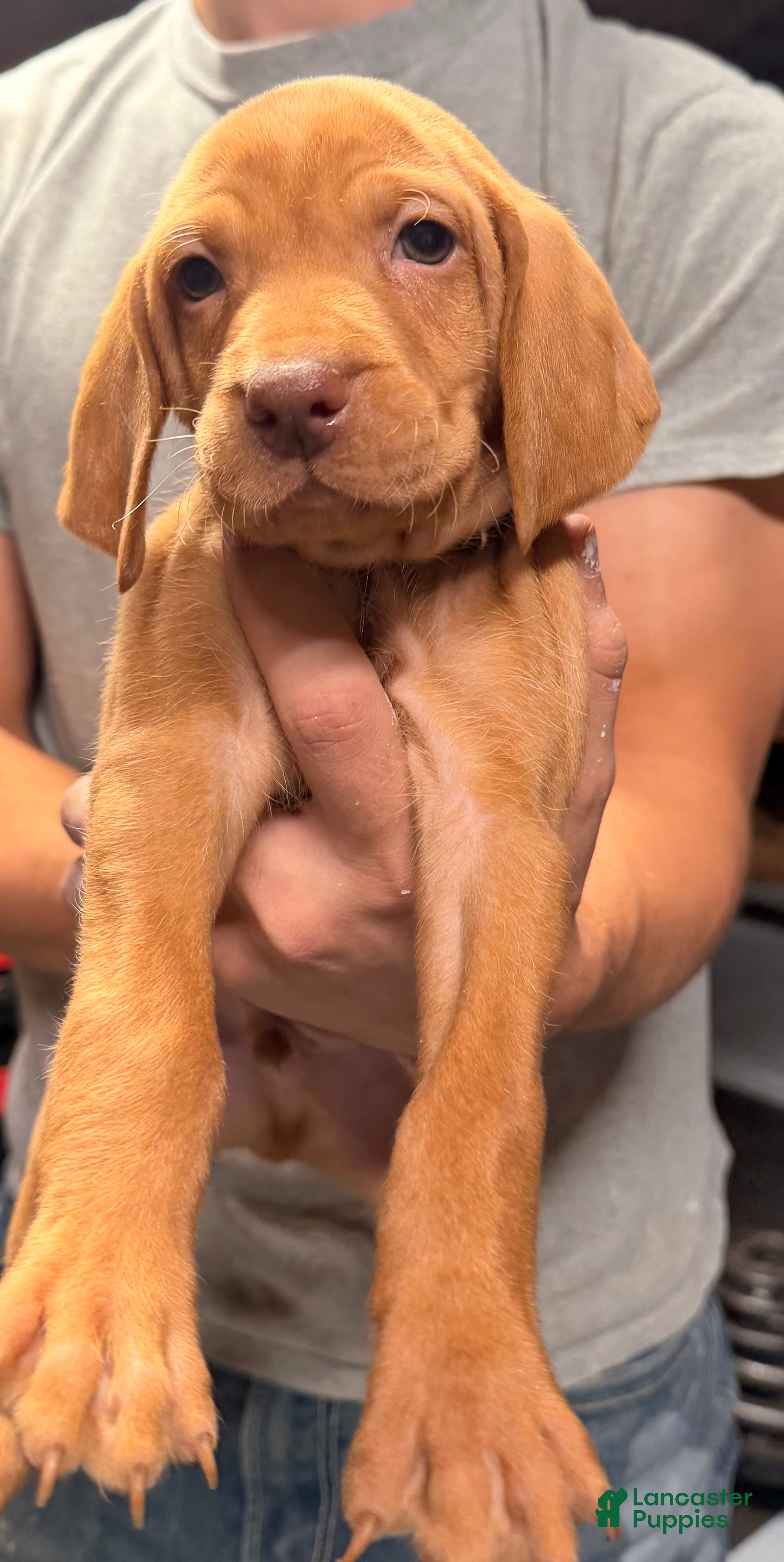 Vizsla dogs Blue Male - Ad 5