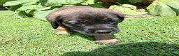 English Mastiff dogs for sale: Georgia - Ad 4