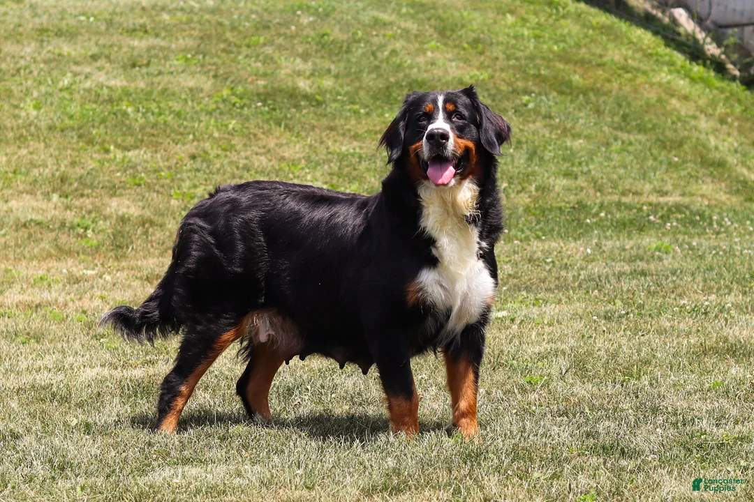 Bernedoodle dogs for sale: Paddie - Ad 7