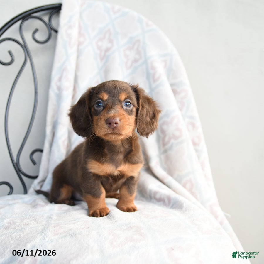 Miniature Dachshund dogs for sale: Carmen - Ad 1
