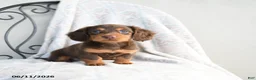 Miniature Dachshund dogs for sale: Carmen - Ad 1