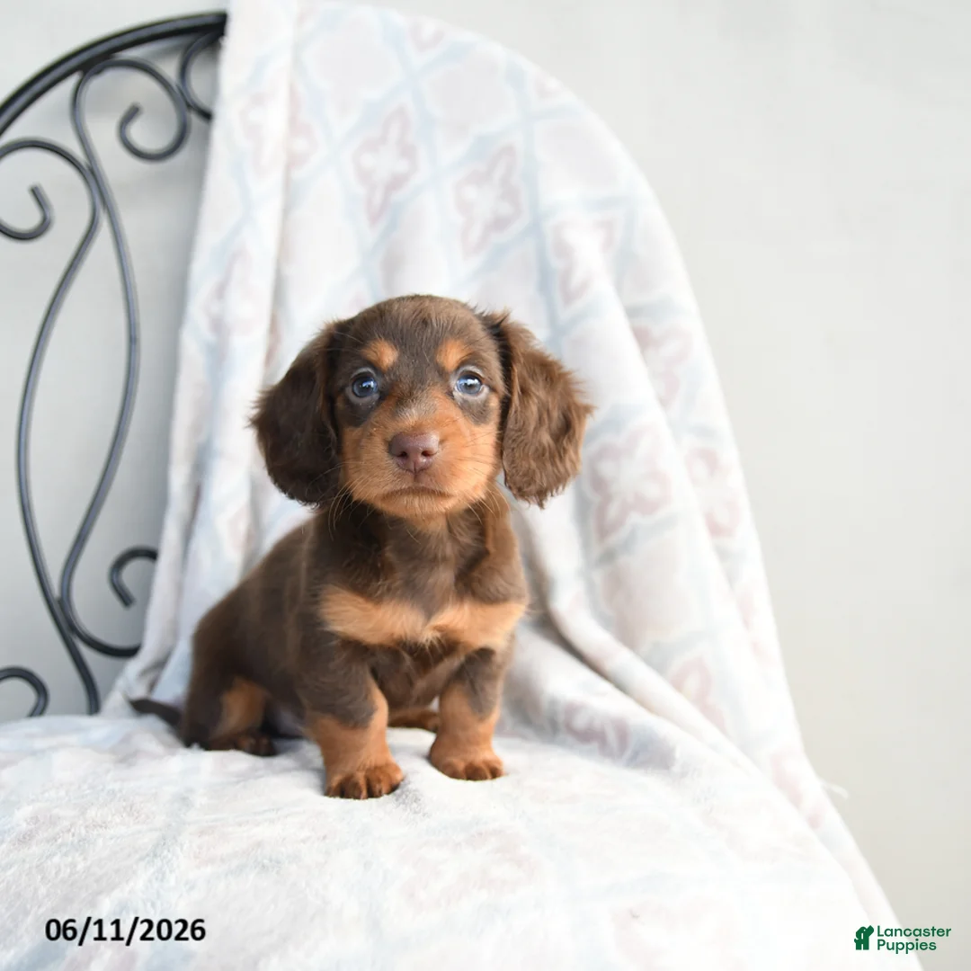 Miniature Dachshund dogs for sale: Carmen - Ad 1