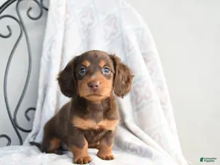 Miniature Dachshund dogs for sale: Carmen - Ad 1